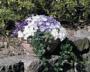 Seminte profesionale Campanula carpatica - Clopotei - imagine 49113